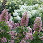 Gatsby Pink Hydrangea quercifolia with white blooms aging to deep pink in summer