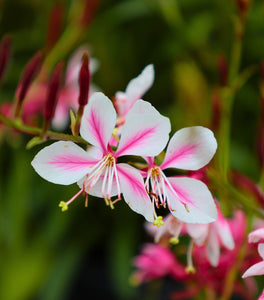 Gaura Siskiyou Pink
