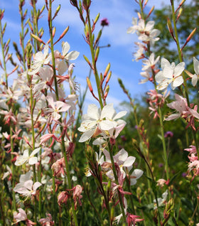 Gaura Whirling Butterflies