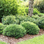 Gem Box Inkberry Holly in a foundation planting paired with flowering shrubs.