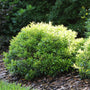Gem Box Inkberry Holly in a foundation planting paired with flowering shrubs.