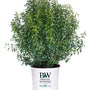 A dense, rounded green shrub plant in a white plastic nursery pot with 'PW Proven Winners' branding, isolated on a white background.