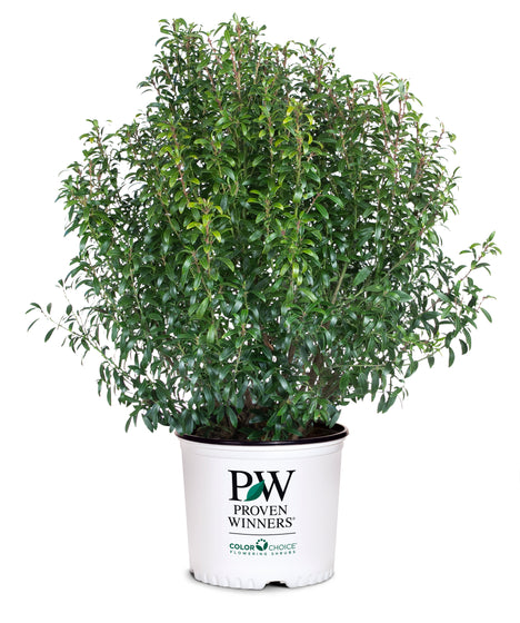 A dense, rounded green shrub plant in a white plastic nursery pot with 'PW Proven Winners' branding, isolated on a white background.