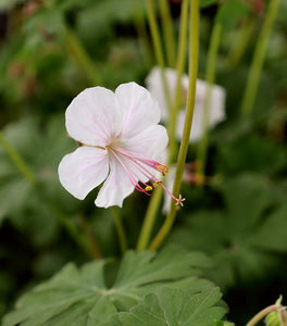 Geranium Biokovo