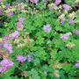 Geranium Karmina with bright green foliage and purple flowers