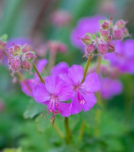 Geranium Karmina