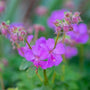 close look at the lavender purple flowers of Geranium Karmina