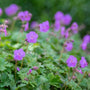 clump of purple Geranium Karmina