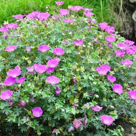Geranium Max Frei sold online produces and abundance of bright pink blooms