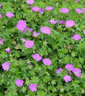Max Frei Geranium