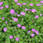 Geranium Max Frei sold online is a groundcover and has vibrant green foliage
