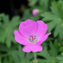 Geranium Max Frei sold online has pink flower clusters