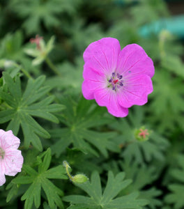 Geranium Max Frei