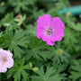 close up of a soft pink bloom of Geranium Max Frei sold online