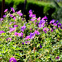 geranium wildflower garden