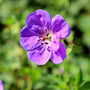 Geranium Rozanne magenta blooms