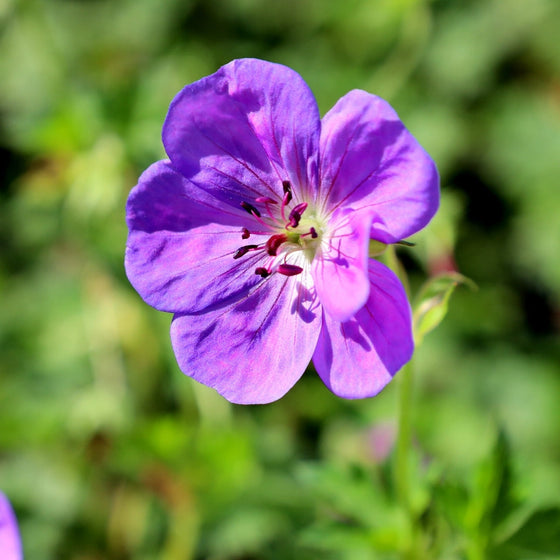 Geranium Rozanne magenta blooms