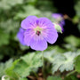 stunning up close view of purple geranium