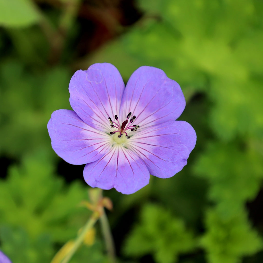 purple geranium