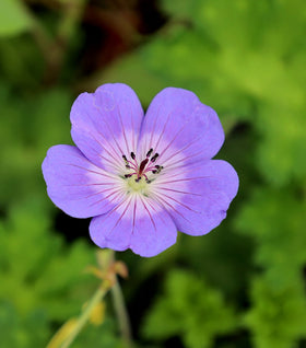 Geranium Rozanne