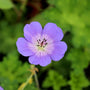 rozanne geranium close up blooms