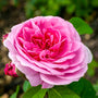 Close-up of Gertrude Jekyll rose bloom, very full rich pink petals with classic English rose form and a lush, layered look.