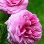 Lush multipetalled pink blooms of Gertrude Jekyll Climbing Rose