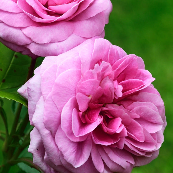 Lush multipetalled pink blooms of Gertrude Jekyll Climbing Rose