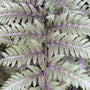 Ghost Fern plant with frosted green foliage and dark maroon-purple midribs