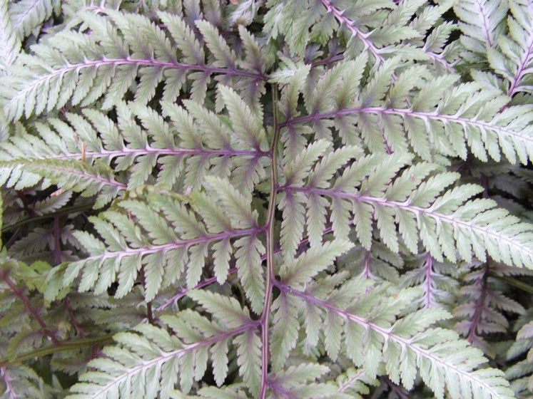 Ghost Fern plant with frosted green foliage and dark maroon-purple midribs