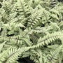 Ghost Painted Fern with soft silver-gray fronds used as a shade garden groundcover