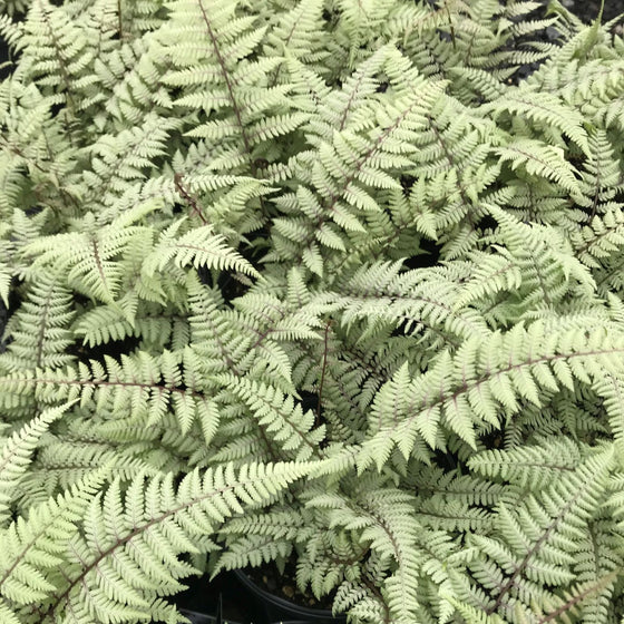 Ghost Painted Fern with soft silver-gray fronds used as a shade garden groundcover