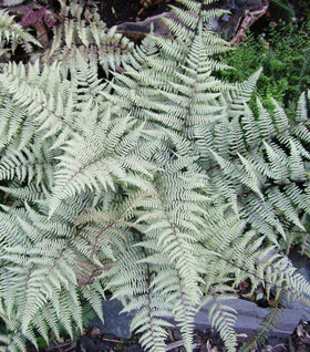 Ghost Fern