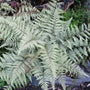Ghost Fern with upright silvery-gray fronds and dark midribs growing in a shaded woodland garden