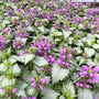 Deer resistant Ghost Lamium brightening dry shade under mature trees