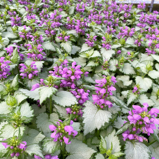 Deer resistant Ghost Lamium brightening dry shade under mature trees