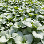 Ghost Dead Nettle spreading beneath shrubs as a bright shade groundcover
