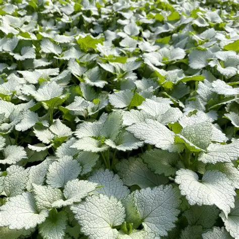 Ghost Dead Nettle spreading beneath shrubs as a bright shade groundcover