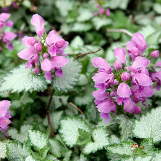 Ghost Lamium with bright silver foliage and purple flowers growing as a shade groundcover