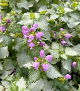 Ghost Lamium (Lamium maculatum ‘Ghost’)