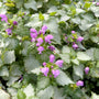 Close-up of Lamium maculatum Ghost silver leaves with soft purple-pink flowers