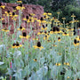 Giant Coneflower Rudbeckia maxima with tall yellow flowers, dark brown cones, and blue-green foliage in a sunny native garden