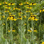 Close-up of Rudbeckia maxima flowers showing drooping yellow petals and tall dark brown cones