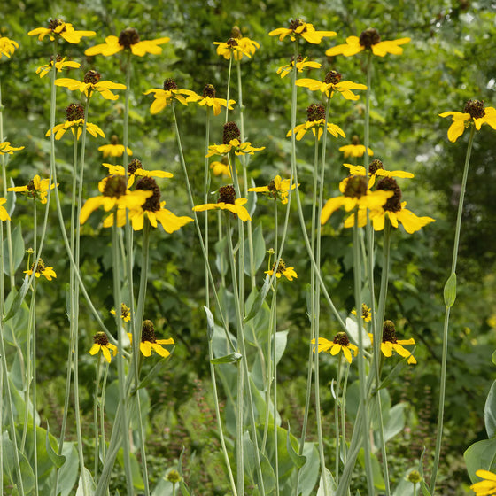 Close-up of Rudbeckia maxima flowers showing drooping yellow petals and tall dark brown cones