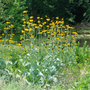 Rudbeckia maxima planted at the back of a native perennial border with tall summer flower stalks