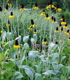 Giant Coneflower