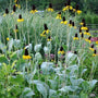 Giant Coneflower blooming above large blue-green basal leaves in a sunny pollinator garden