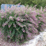 Gibraltar Bush Clover with cascading lavender-pink flowers blooming over arching stems in a sunny fall garden