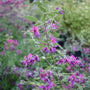 Close-up of Lespedeza thunbergii Gibraltar showing rosy-purple pea-like flowers on arching stems