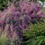 Gibraltar Bush Clover planted with Purple Beautyberry, and ornamental grasses for late-season color